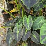 Colocasia esculentaHoja