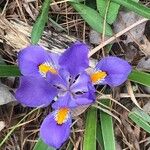 Iris lacustris Blomma