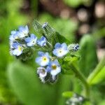 Myosotis arvensis Cvet