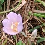 Colchicum alpinum Celota