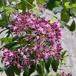 Fuchsia paniculata Квітка