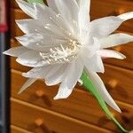 Epiphyllum pumilum Цвят