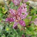 Tricyrtis hirtaFiore