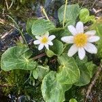 Caltha leptosepala Foglia