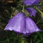 Campanula persicifolia 花