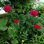 Paeonia officinalis Συνήθη χαρακτηριστικά