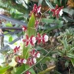 Oncidium spp.Flower