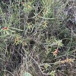 Cylindropuntia leptocaulis Leaf