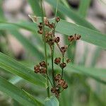 Juncus compressus Froito