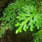 Selaginella flagellataبرگ