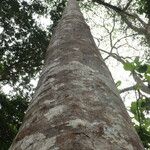 Funtumia africana Ŝelo