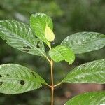Psychotria platypoda Elinympäristö