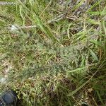 Echium italicum Coajă