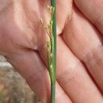 Juncus usitatus Lorea