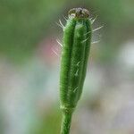 Papaver argemone Fruit