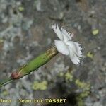 Dianthus arrostoi Blüte