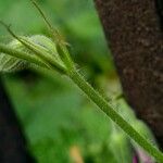 Geranium × oxonianum 树皮