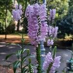 Physostegia virginiana Çiçek