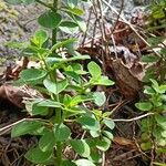 Peperomia blanda Leaf