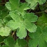 Geranium renardii Leaf