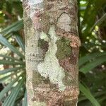 Barringtonia macrocarpa кора