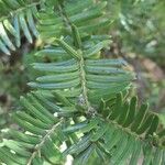 Torreya nucifera 叶