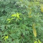 Entada chrysostachys Folha