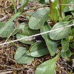 Globularia bisnagarica Frunză