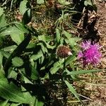 Centaurea nigrescens Alkat (teljes növény)