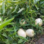 Solanum muricatum Frucht