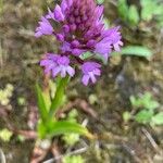 Anacamptis pyramidalisBlüte