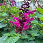 Salvia involucrataΛουλούδι