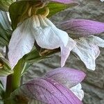 Acanthus mollisFlor