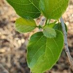 Cordia myxa برگ