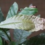 Quiina guianensis Leaf