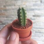Pachycereus pecten-aboriginum Hoja
