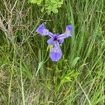 Iris setosa 花