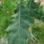 Quercus pubescens पत्ता