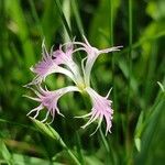 Dianthus superbus പുഷ്പം