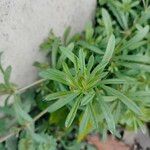 Galium verrucosum पत्ता