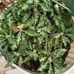 Euphorbia decaryi List