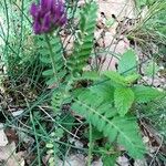 Astragalus hypoglottis Bloem