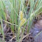 Carex rostrata Õis