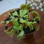 Dionaea muscipula List