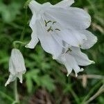 Paradisea liliastrum Flower