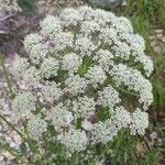 Laserpitium gallicum Flower