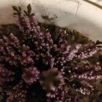 Calluna vulgarisFlower