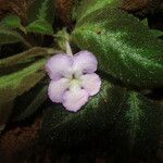 Episcia lilacina Λουλούδι