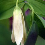 Uvularia sessilifolia 花