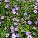 Symphyotrichum oblongifolium 花